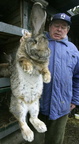 0604-- rabbit big