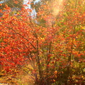 Fall_Colours.jpg