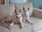 Siberian Huskies (Elle & Aurora)